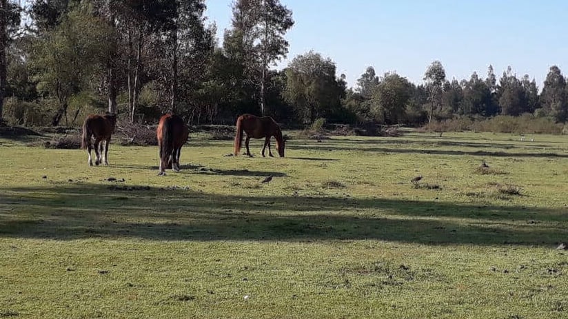  parcelas el cortijo