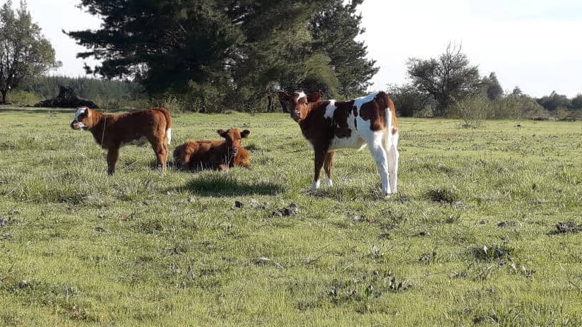  parcelas el cortijo